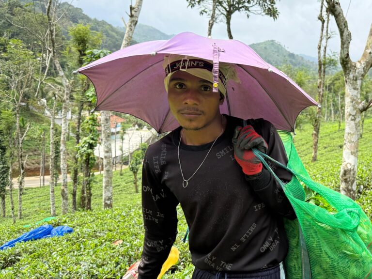 Photos: Driven by money, pushed by passion – migrant tea pickers of Kerala