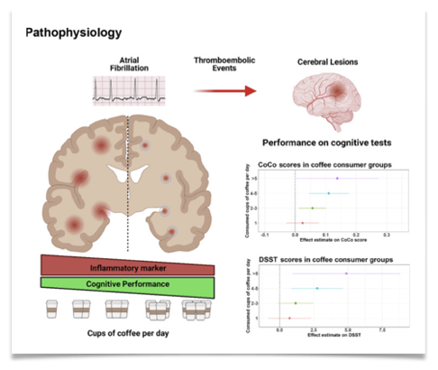 The Heart–Brain Connection: Why It Matters & How Coffee Plays a Role