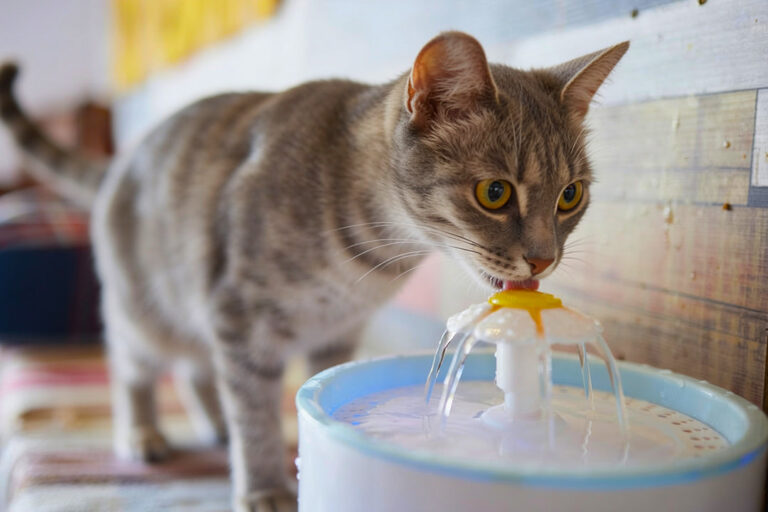 Choosing the Right Pet Water Fountain for Hydration – Petsworld