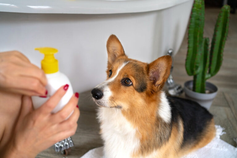 Why Dog Sprays Are More Than Just Perfume – Petsworld