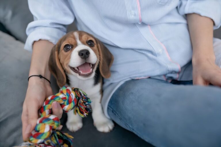 How Toys Help in Preventing Dog Anxiety and Boredom – Petsworld