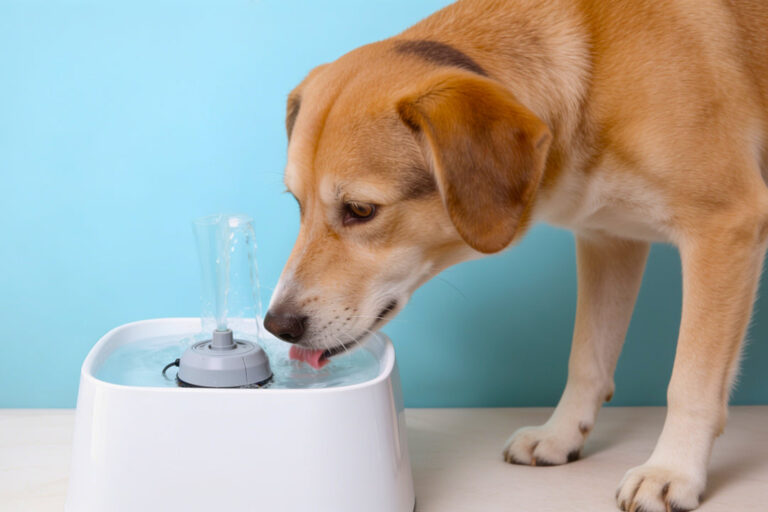 Do Dogs Really Drink More? – Petsworld