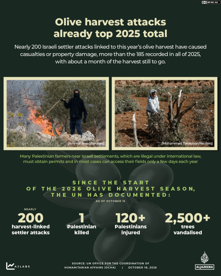 Critics say hold Israel to account amid surge in olive harvest attacks